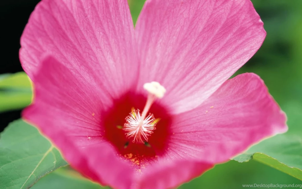 HD Wallpapers 1080p Hibiscus Flower.jpg