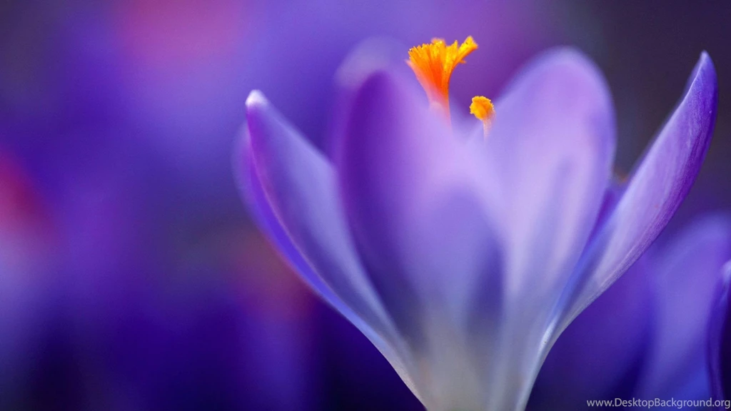Autumn Purple Flower Wallpapers HD 1080p For Desktop