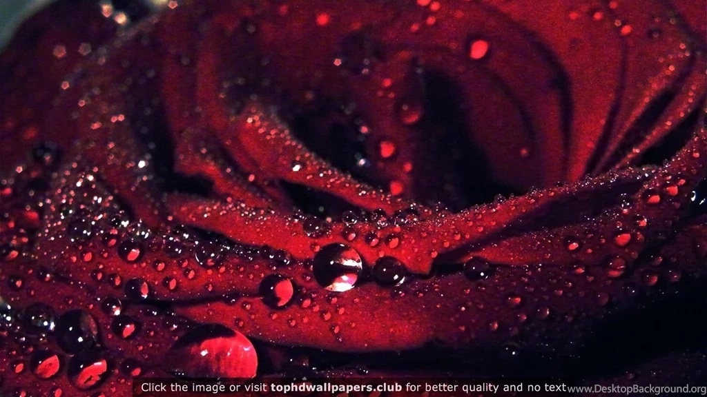 Best Flowers 4K Or HD Wallpapers For Your PC, Mac Or Mobile Device