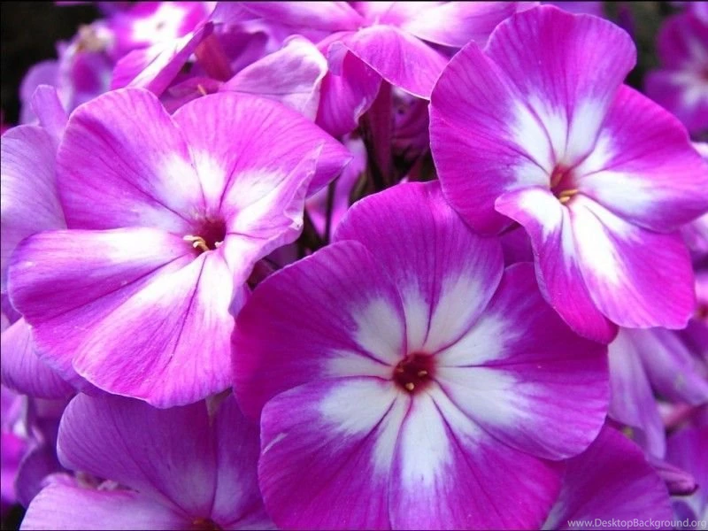 Nature HD Wallpapers