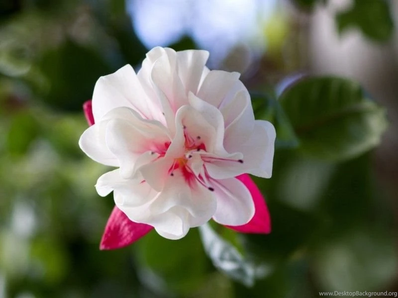 Flowers Photos