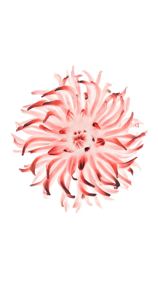 Floral IOS 8 For iPhone Wallpapers