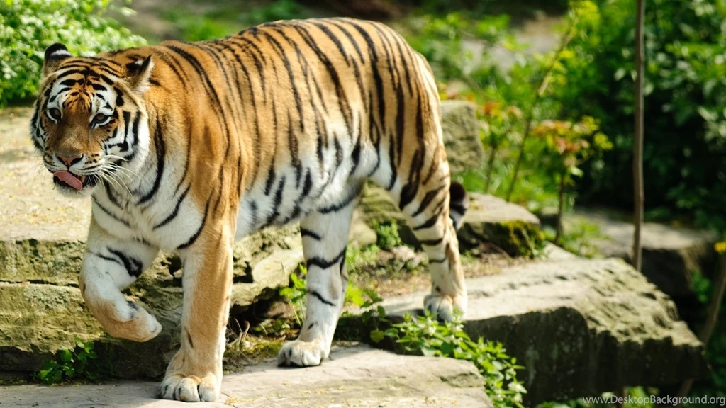 Tiger desktop wallpaper.jpg