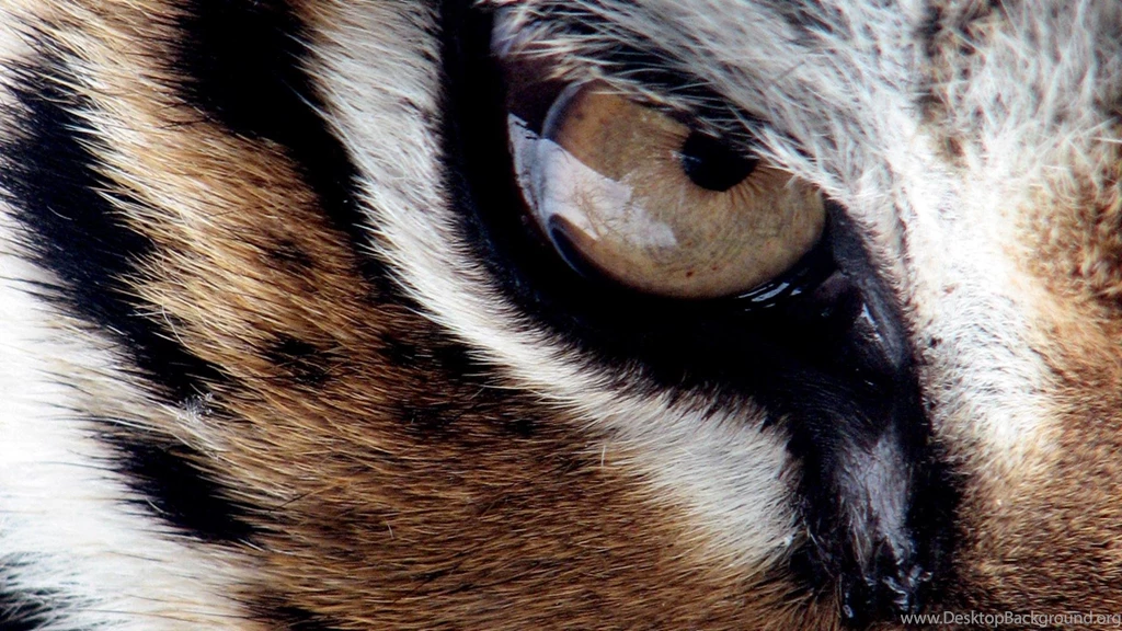 Tiger Wallpapers