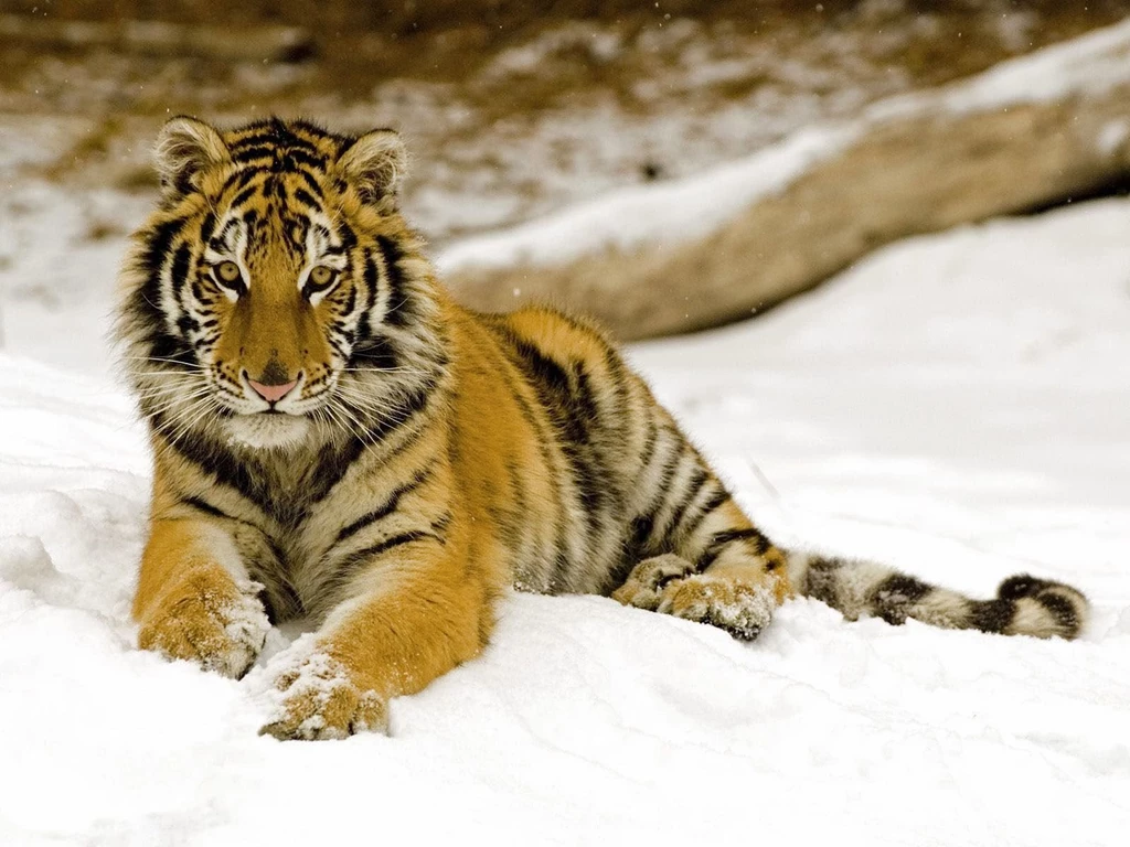 Wallpapers: Tiger Desktop Wallpapers