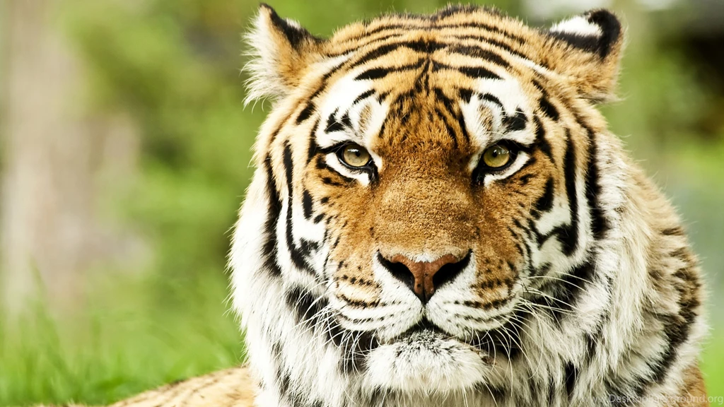 4K Ultra HD Tiger Wallpapers HD, Desktop Backgrounds 3840x2160