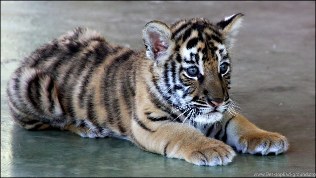 White_tiger_desktop_wallpaper.jpg
