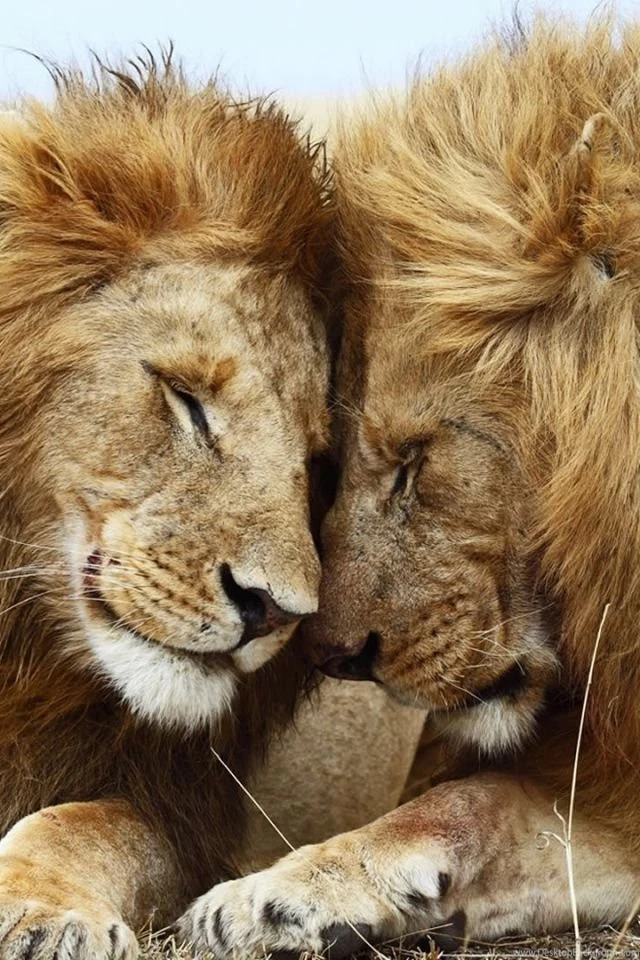Download Wallpapers 640x960 Lion, Cat, Couple, Mane, Rest iPhone 4S ...