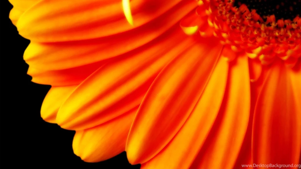 Desktop background orange.jpg