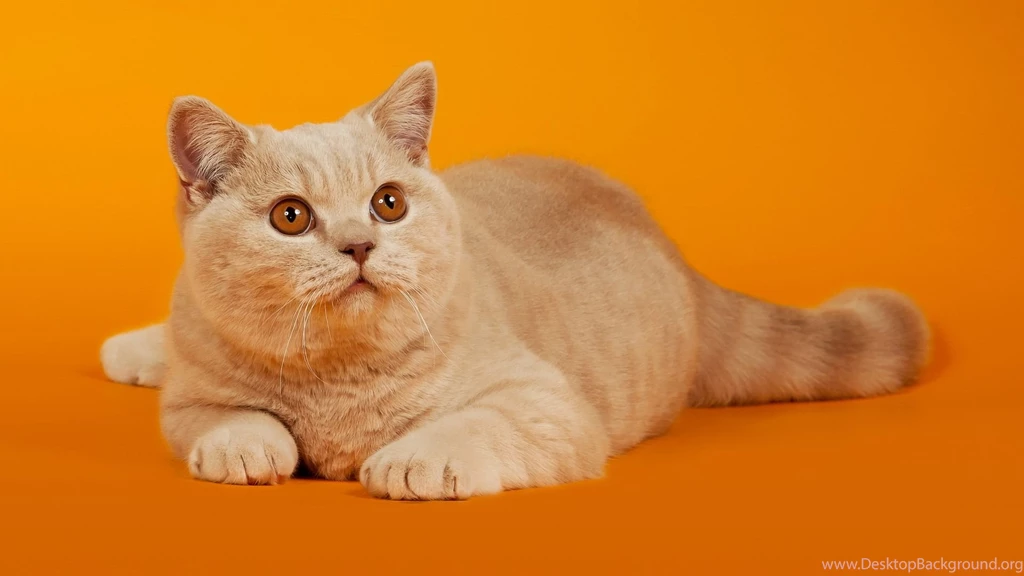 Orange Cat Wallpapers