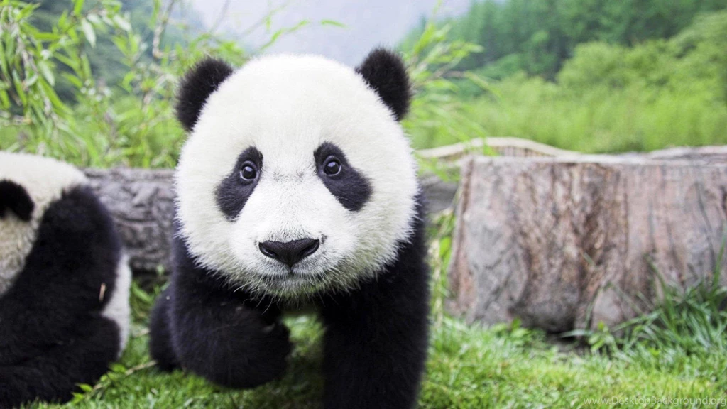 Cute Baby Panda Wallpapers Wallpaper.