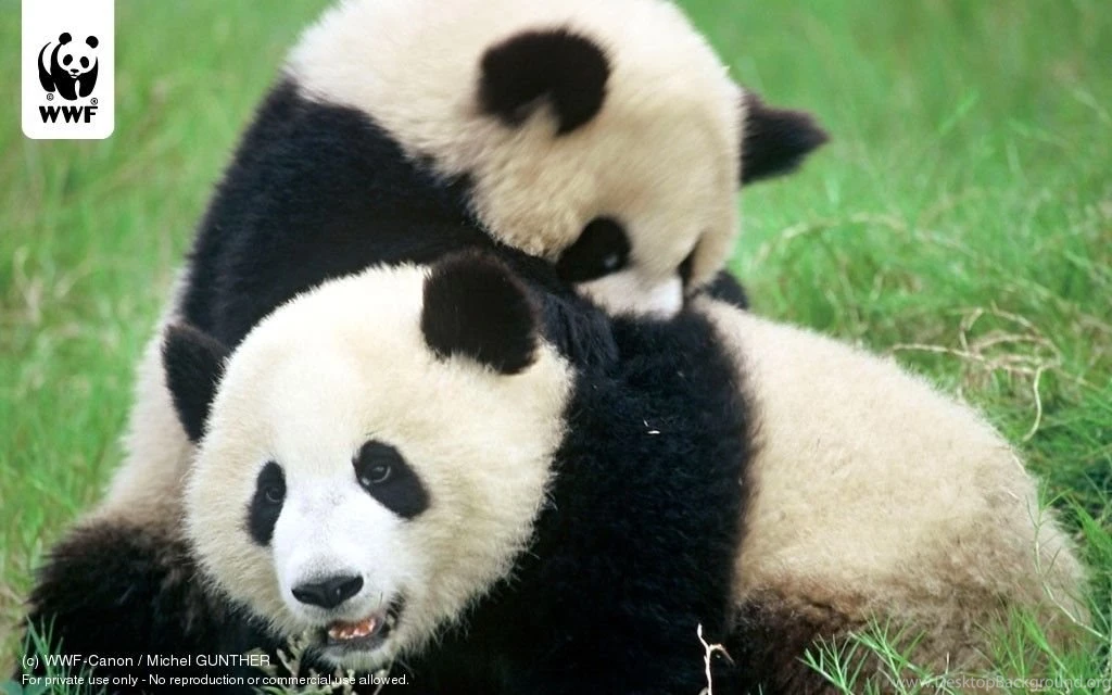Wallpapers Collections: Giant Panda Wallpapers