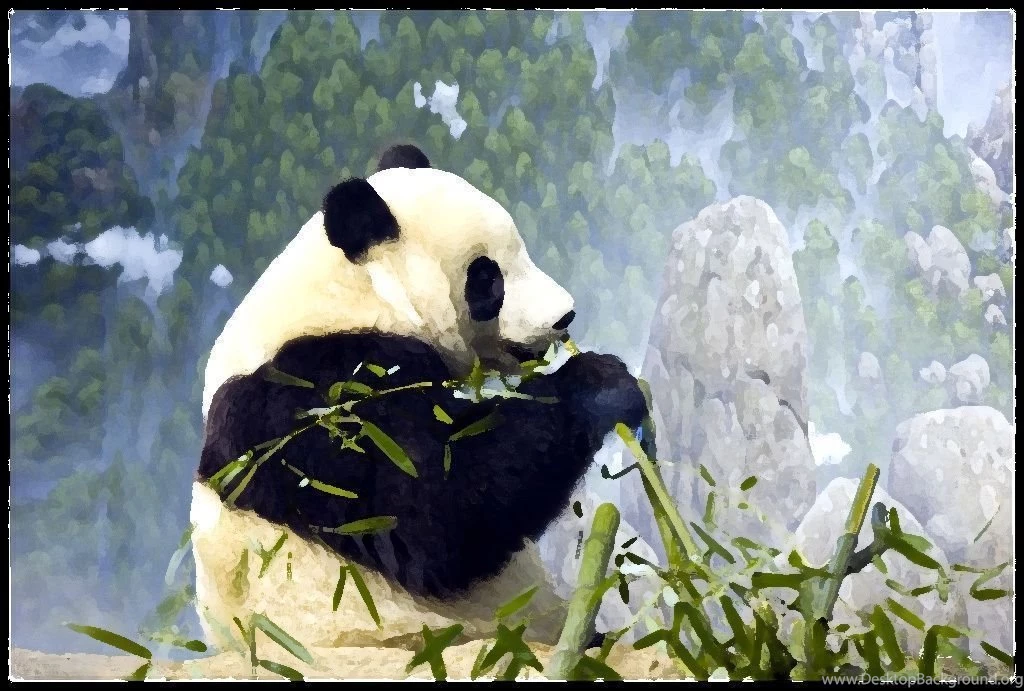 Panda Wallpapers Hd And Panda Backgrounds