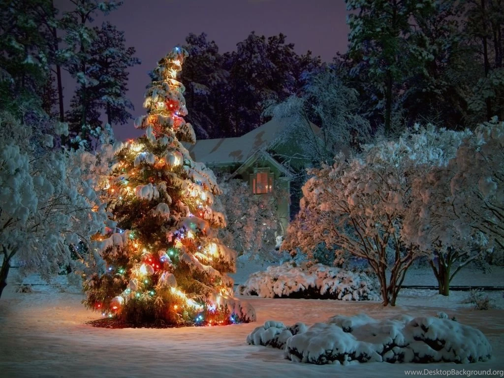 1024x768 Outdoor Christmas Tree Desktop PC And Mac Wallpapers