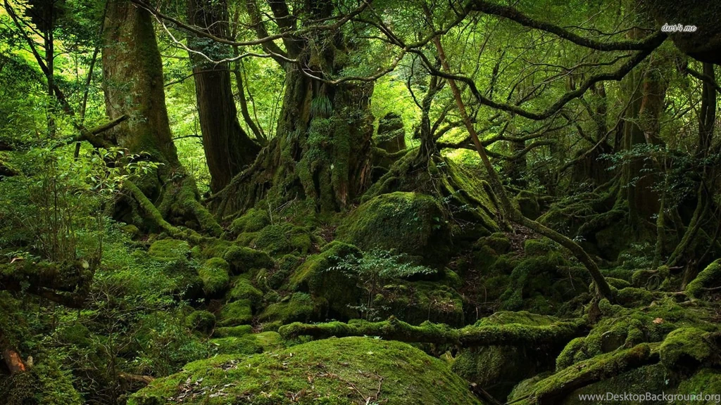 Yakushima, Japan Wallpapers   Nature Wallpapers