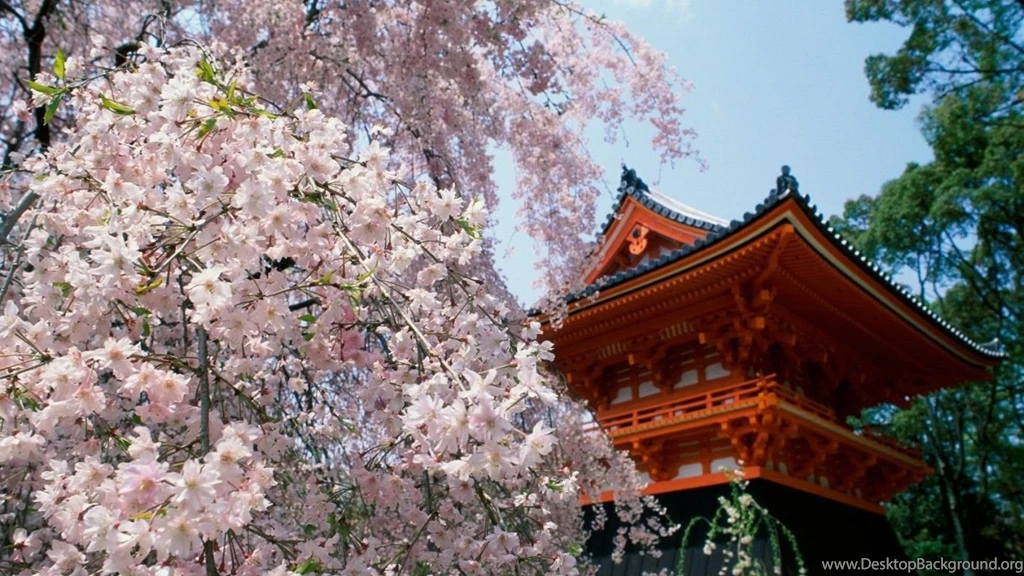 Sakura Tag Wallpapers: Tokyo Night Sakura Japanese Scenery Cherry ...