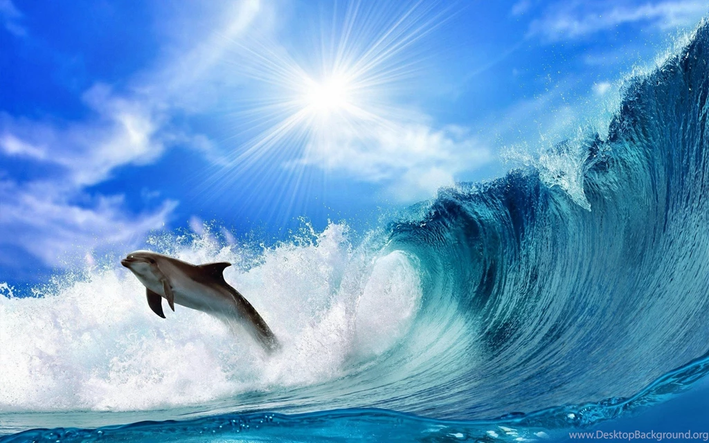 Dolphin Wave Jump Sunshine HD Wallpapers.jpg