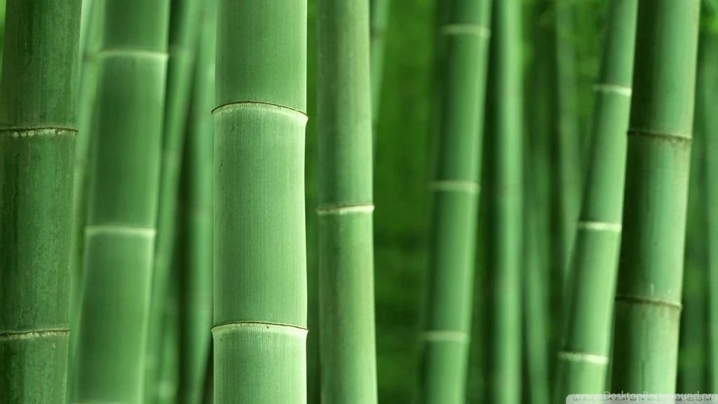 Green Bamboo HD Desktop Wallpapers : High Definition : Fullscreen ...