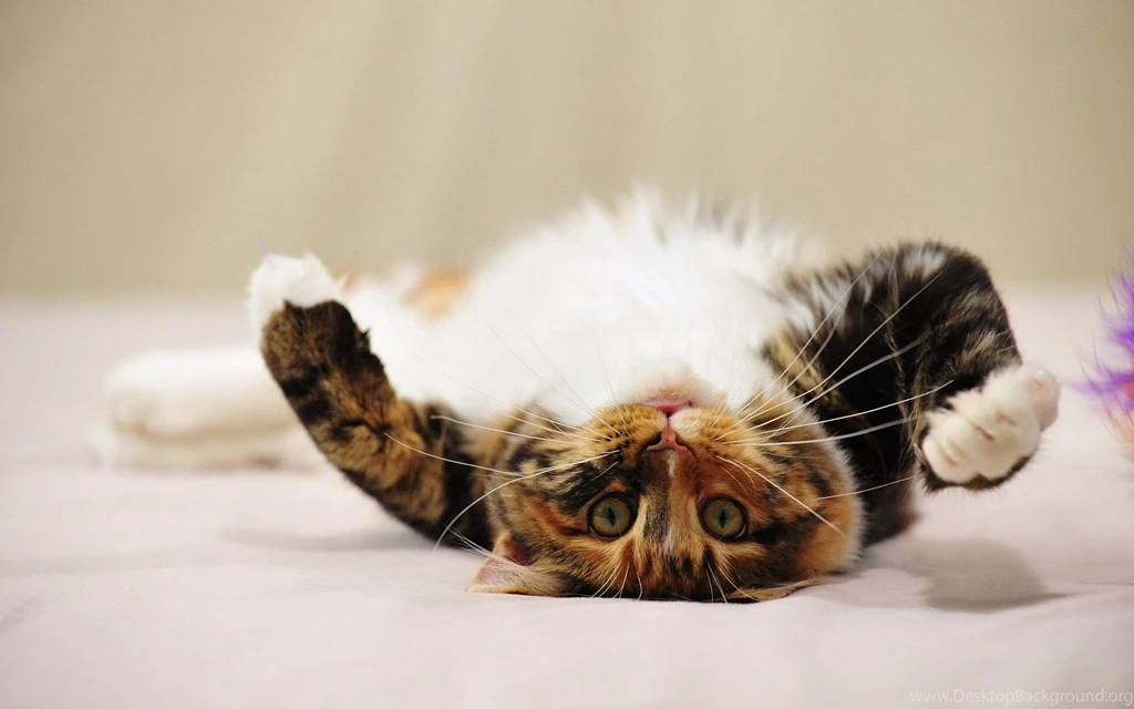 Maine Coon Cats Wallpapers