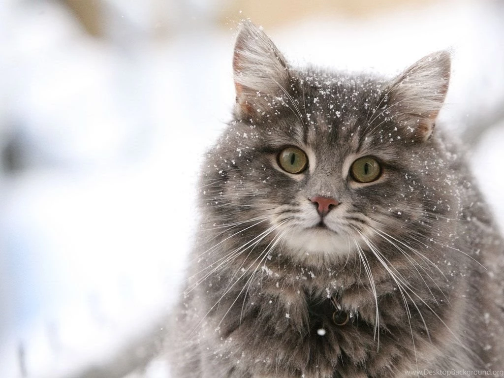 Cute Cat In The Snow Desktop PowerballForLife