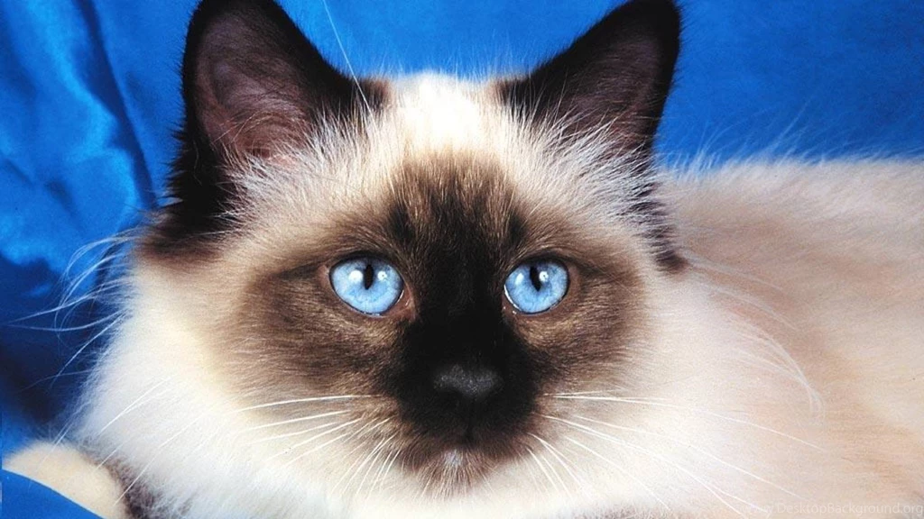 Birman Cats Desktop Wallpapers
