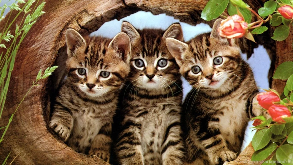 Desktop Pictures Of Cute Kittens And Cats Wallpapers PowerballForLife