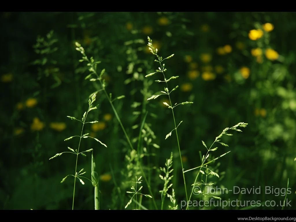 Peaceful Pictures, Free Downloadable Desktop Backgrounds To Use As ...