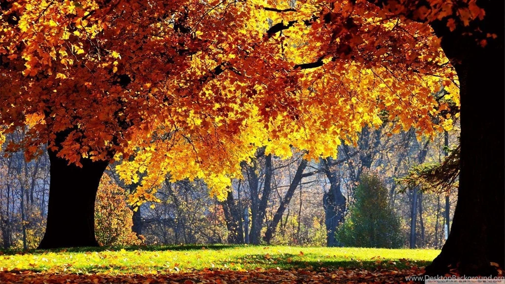 Beautiful Fall HD Desktop Wallpapers : Widescreen : High Definition ...