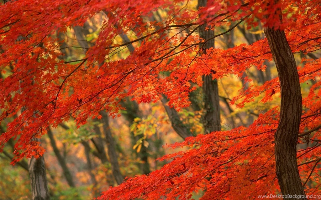 Beautiful Autumn Leaves HD Wallpapers