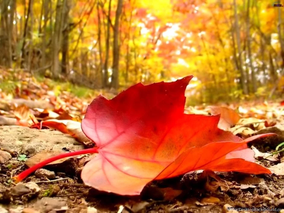 Autumn Leaves Wallpapers Hd