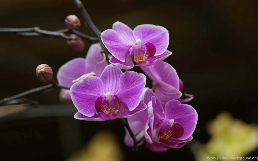 Dark Purple Orchids   Wallpaper.
