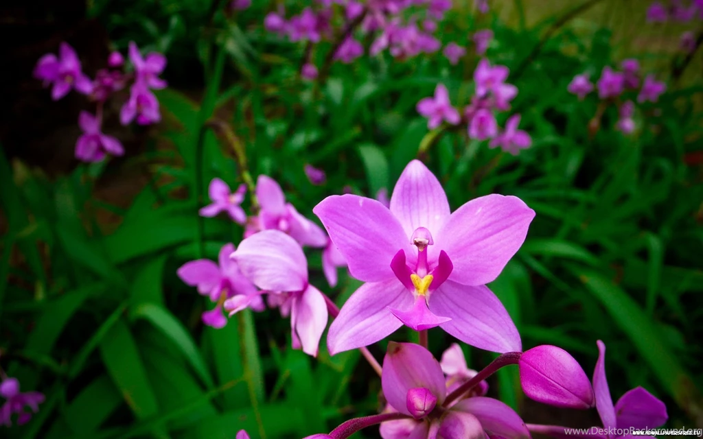 Orchids Wallpapers Wallpaper.