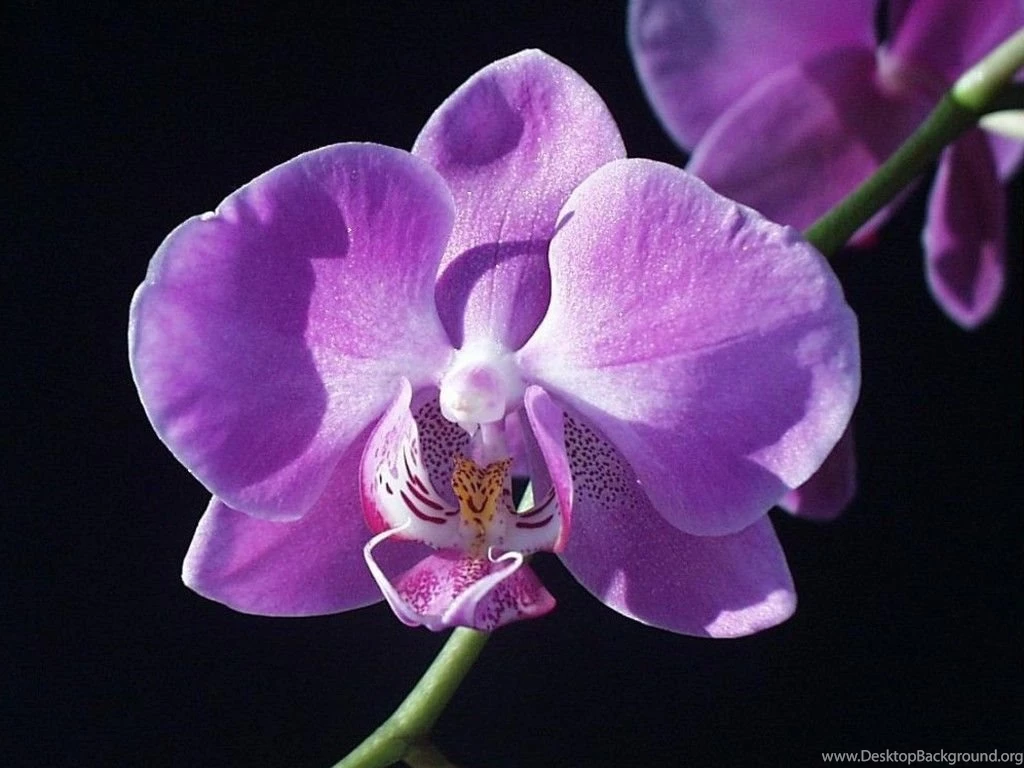 Purple Orchid Bloom Wallpapers HD Wallpapers