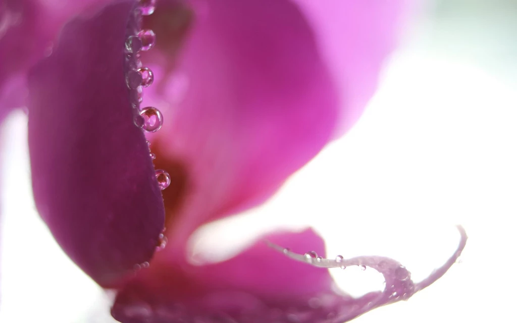 Purple Orchid Widescreen Wallpapers
