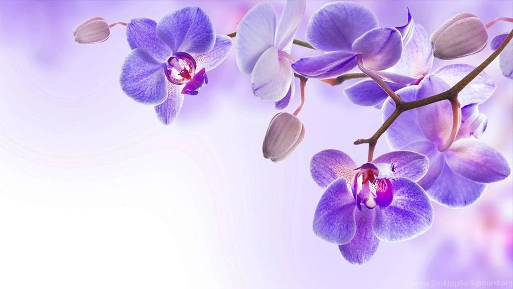 Orchid Live Wallpapers   Android Apps And Tests   AndroidPIT