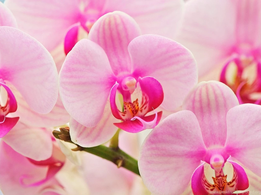 Purple Orchids Arrangements   Wallpaper.