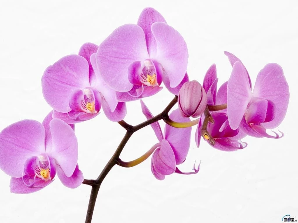 Flowers: Endearing Pansies China White Coffee Cup Lilac Tablecloth ...