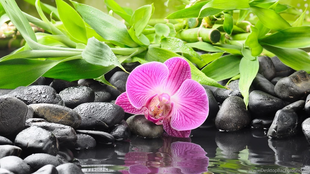 The Waterside Black Pebble, Purple Orchids Wallpapers
