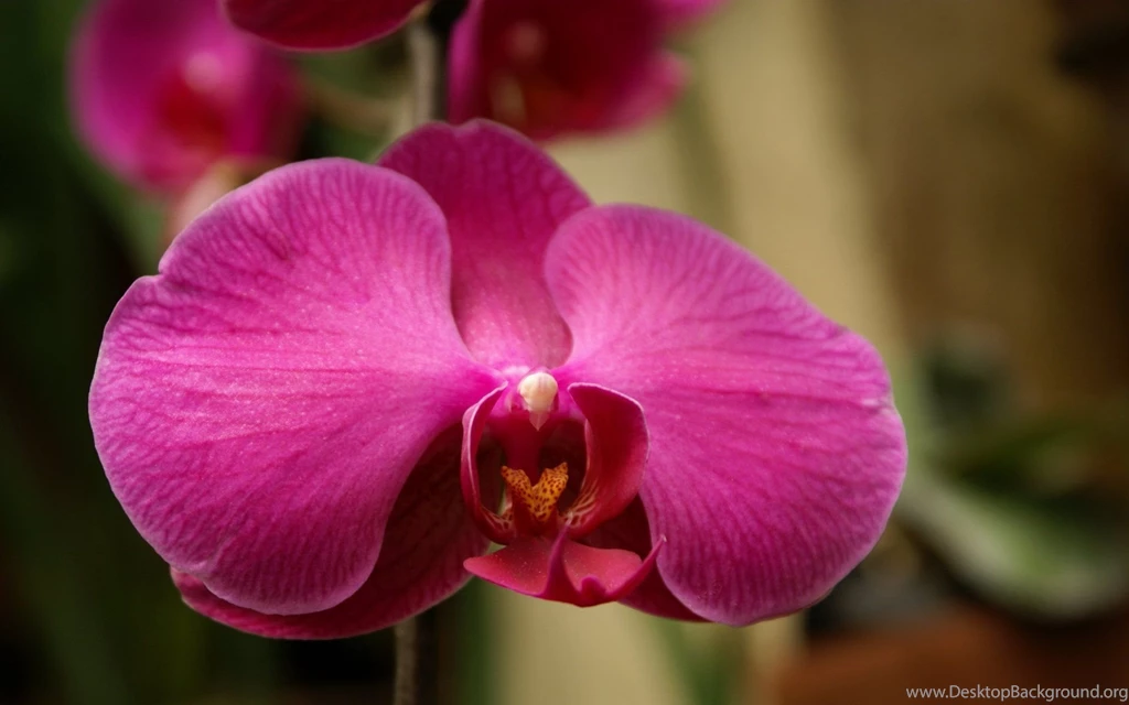 Orchid Wallpapers: Beautiful Orchids In Widescreen Wallpapers