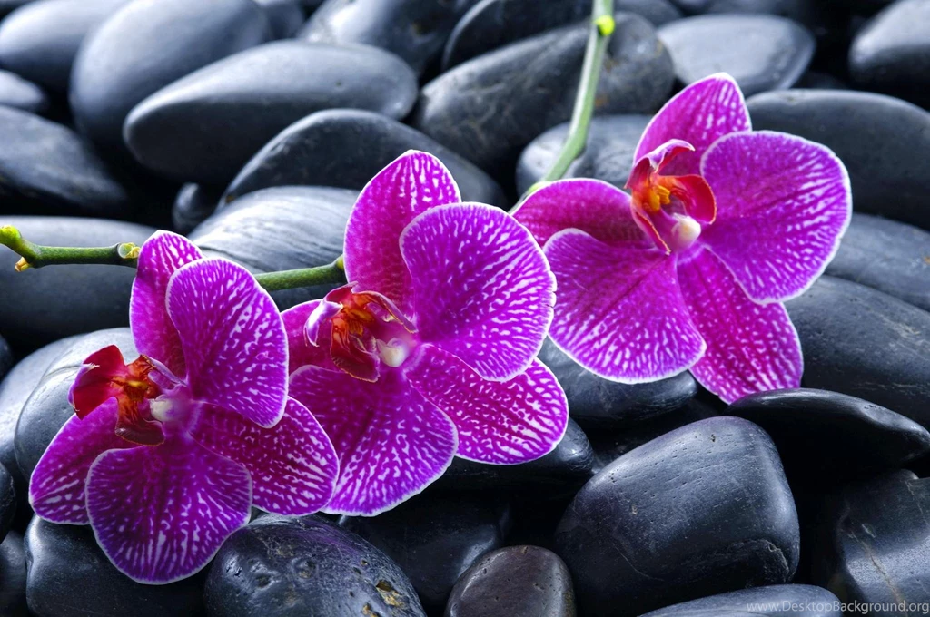 Orchid And Stones   (