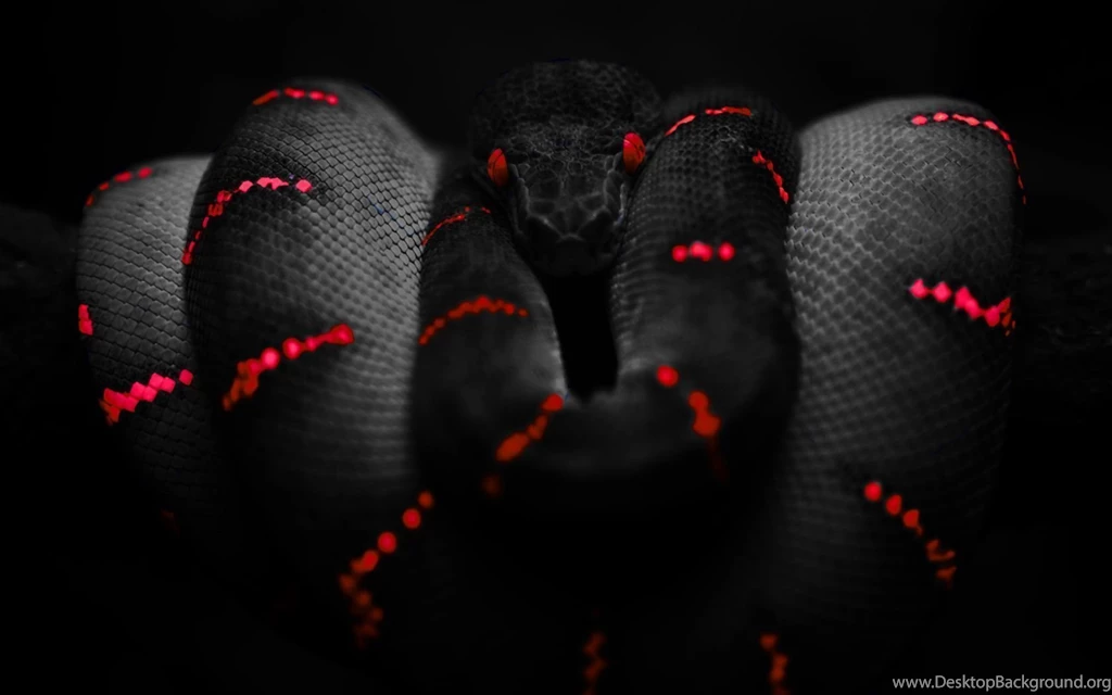 Pics of red and black snakes wallpaper.jpg