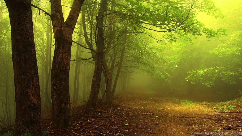 1920x1080 Foggy Forest Wallpapers