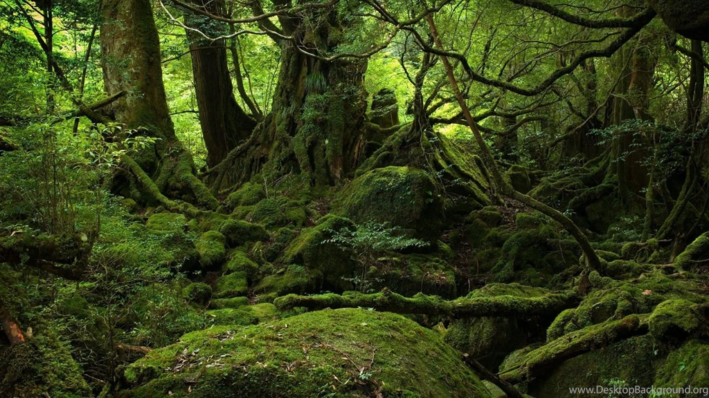 1920x1080 Mystical Forest Wallpapers