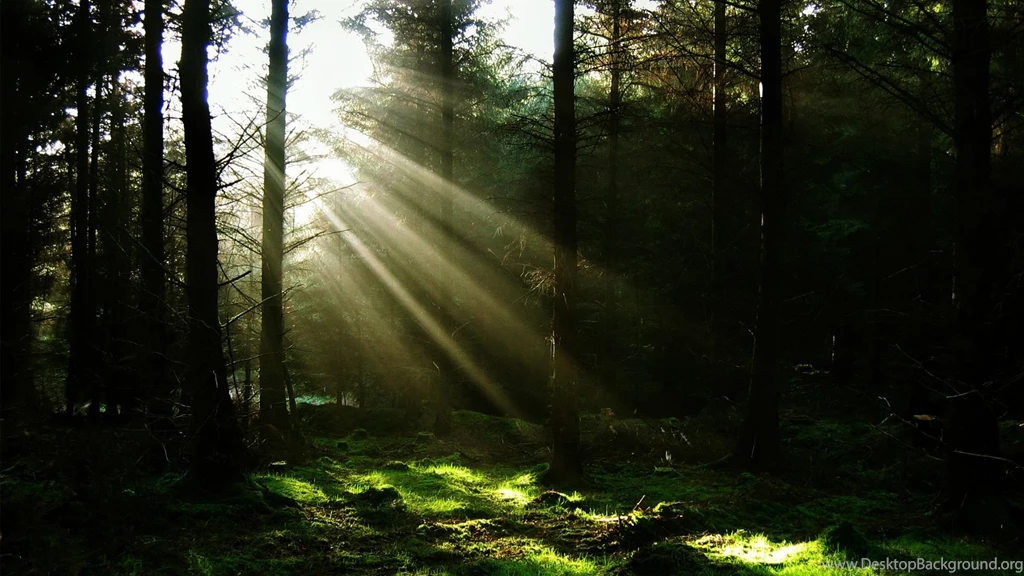 HD Quality Beautiful Forest 7 Desktop HD Wallpapers SiWallpapers 4763