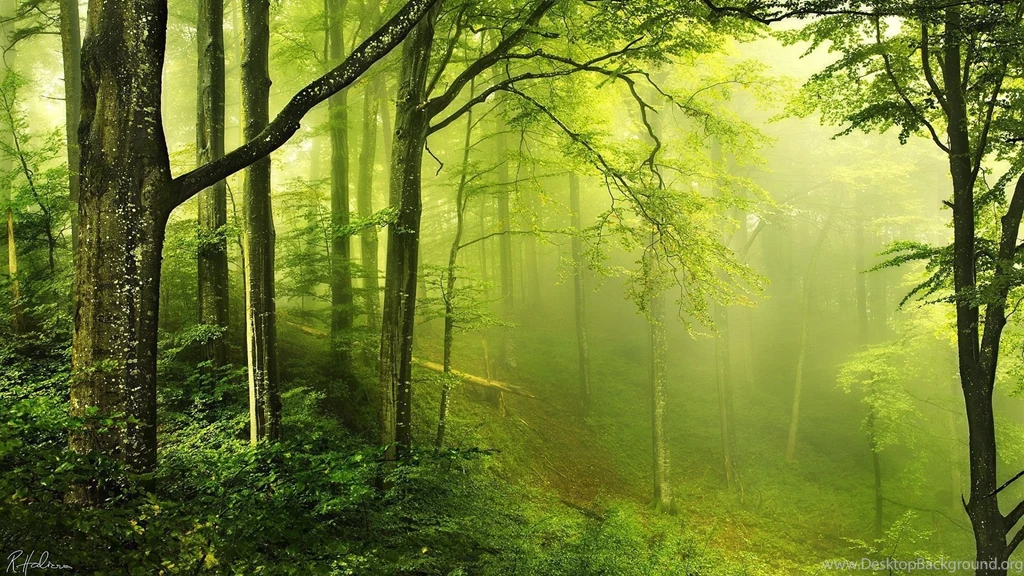 1920x1080 Forest Enchanted Wallpapers