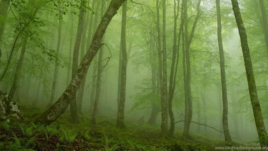 1920x1080 Foggy Mystic Forest Wallpapers