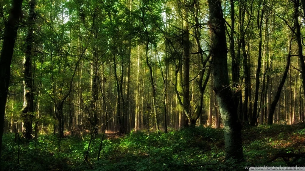 Download Forest Wallpapers 1920x1080
