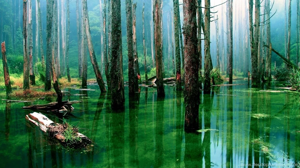 Swamp Forest HD Wallpapers
