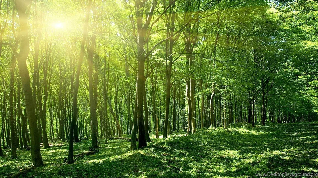 Green Forest 1920x1080 Wallpapers, 1920x1080 Wallpapers & Pictures ...