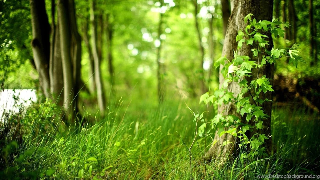 HD Quality Awesome Green Forest Landscape Wallpapers HD 10 ...
